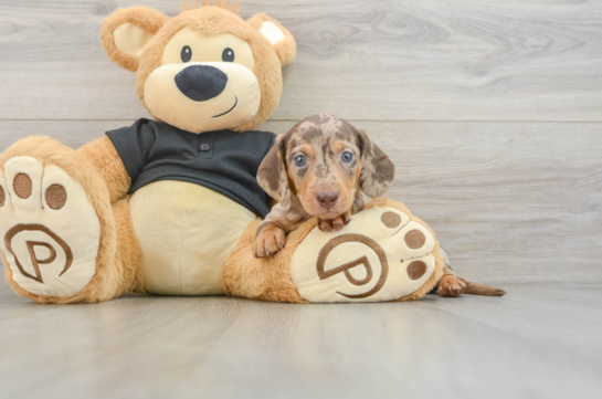 Cute Doxie Purebred Puppy