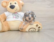5 week old Dachshund Puppy For Sale - Premier Pups