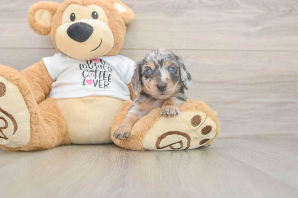 5 week old Dachshund Puppy For Sale - Premier Pups