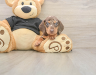 5 week old Dachshund Puppy For Sale - Premier Pups