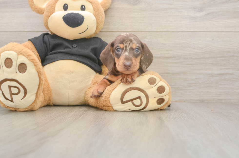 5 week old Dachshund Puppy For Sale - Premier Pups
