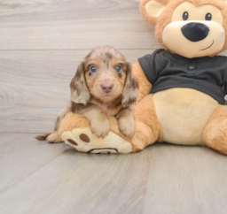 5 week old Dachshund Puppy For Sale - Premier Pups