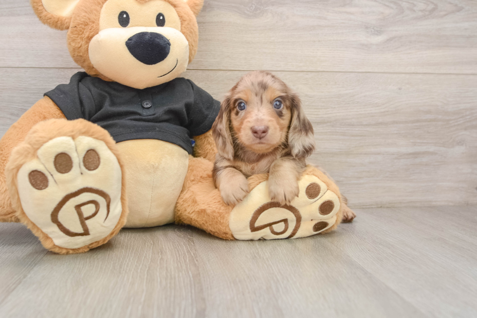 Cute Doxie Purebred Puppy