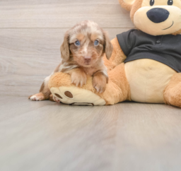 5 week old Dachshund Puppy For Sale - Premier Pups