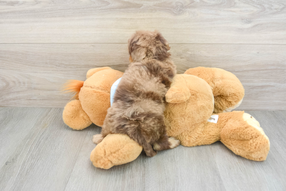 Dachshund Pup Being Cute