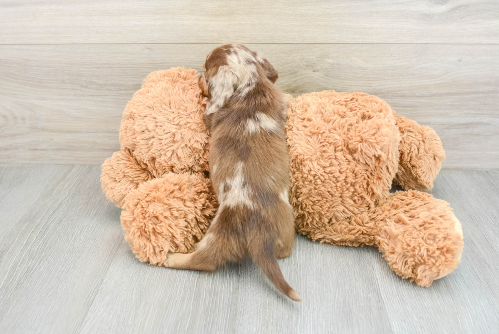 Cute Doxie Purebred Puppy