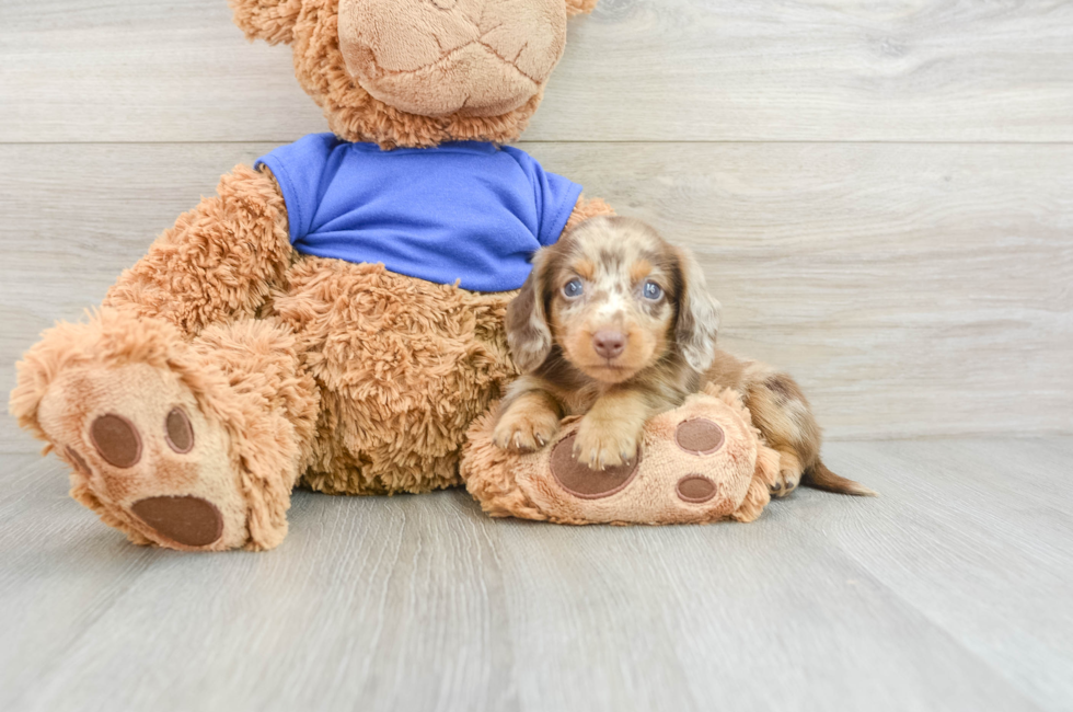 5 week old Dachshund Puppy For Sale - Premier Pups