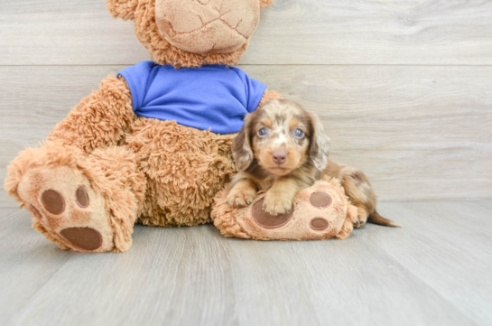 Cute Doxie Purebred Puppy