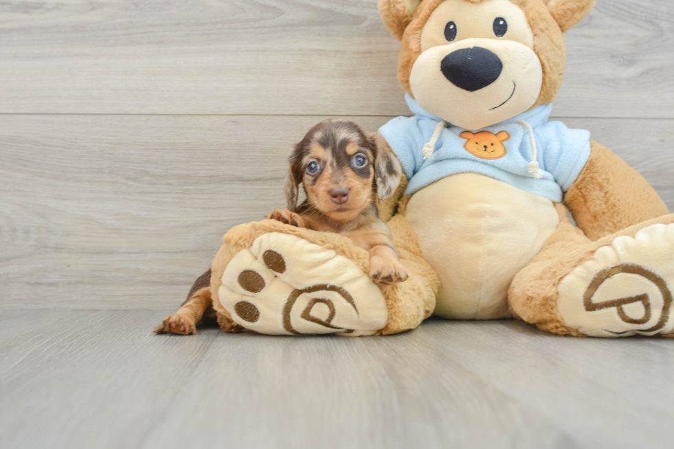 Cute Dachshund Baby