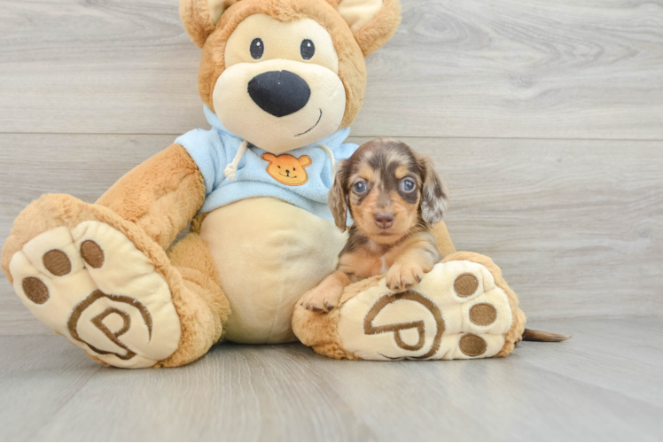 Dachshund Pup Being Cute