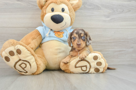 Dachshund Pup Being Cute