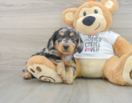 5 week old Dachshund Puppy For Sale - Premier Pups