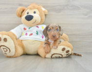 5 week old Dachshund Puppy For Sale - Premier Pups