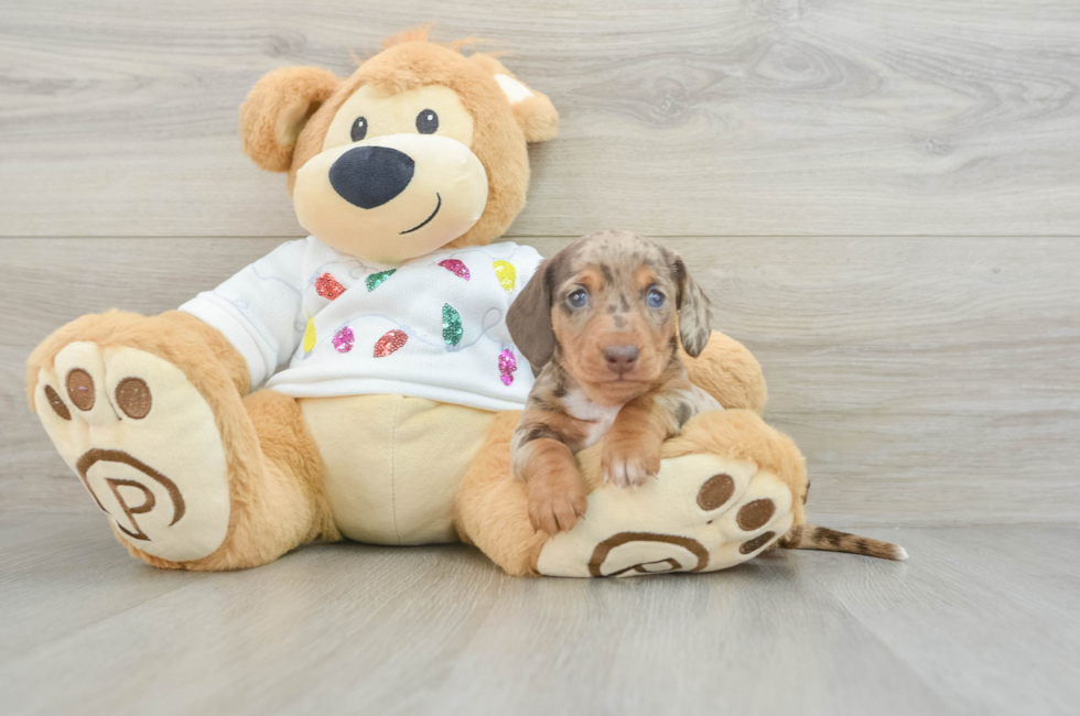 6 week old Dachshund Puppy For Sale - Premier Pups