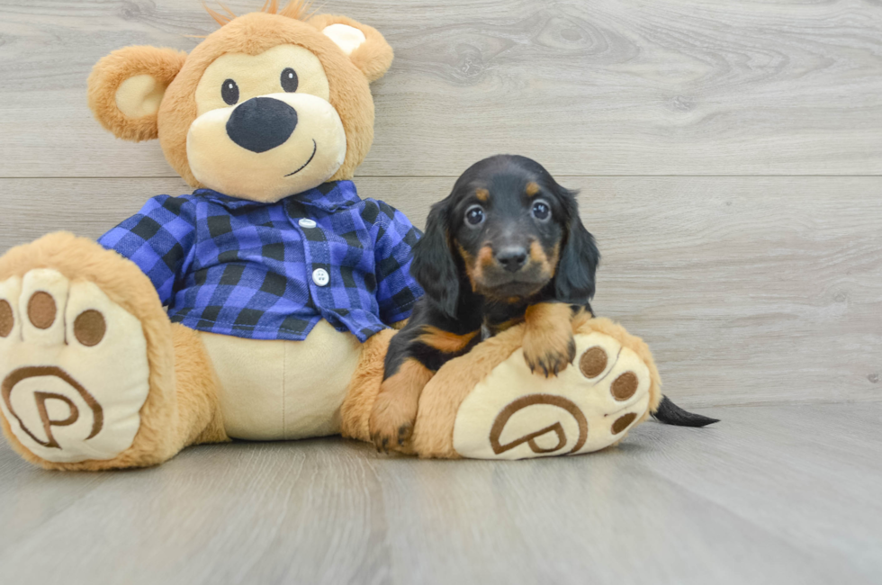 7 week old Dachshund Puppy For Sale - Premier Pups