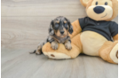 Best Dachshund Baby