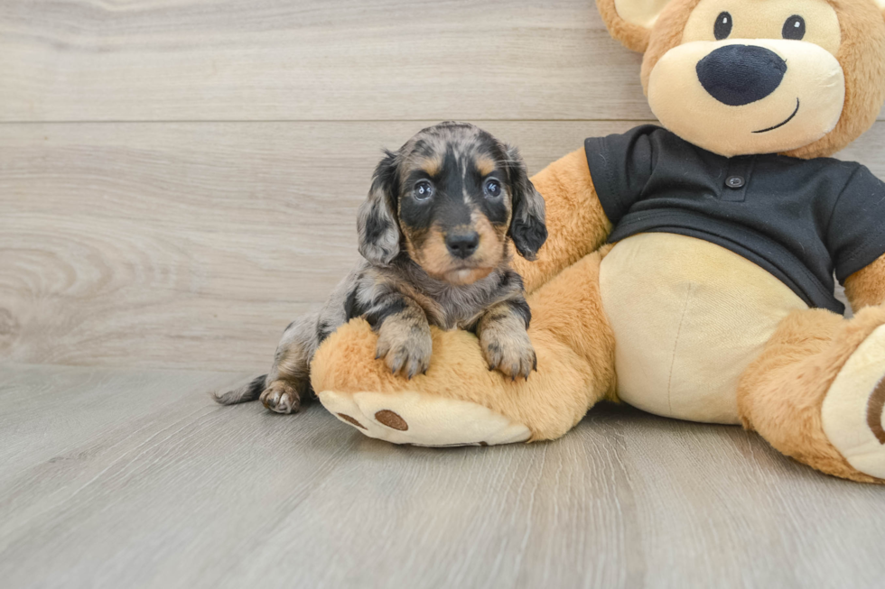 Best Dachshund Baby