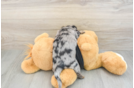 Best Dachshund Baby