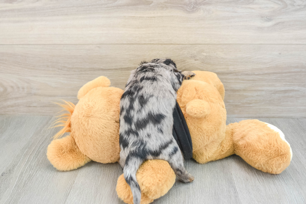 Best Dachshund Baby