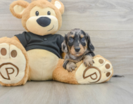 6 week old Dachshund Puppy For Sale - Premier Pups