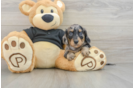 Cute Dachshund Purebred Pup