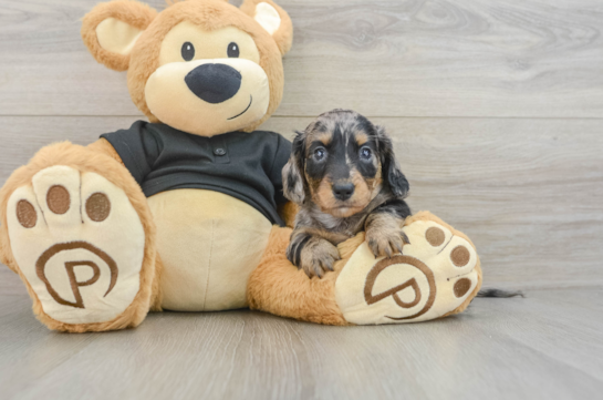 Cute Dachshund Purebred Pup
