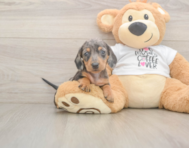 5 week old Dachshund Puppy For Sale - Premier Pups