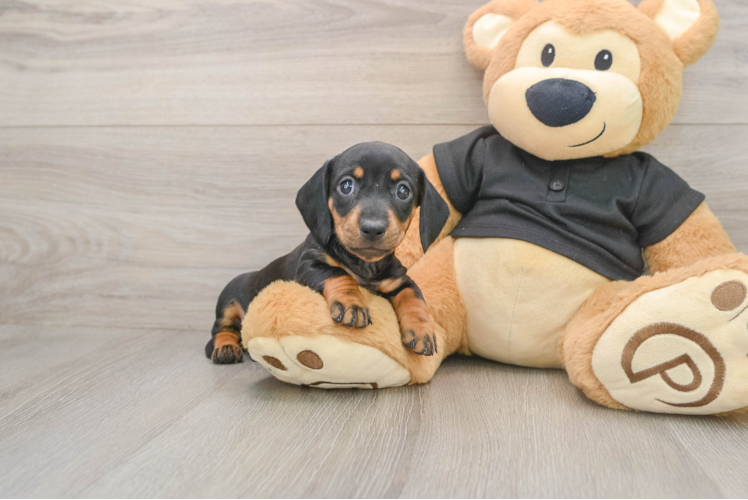 Best Dachshund Baby