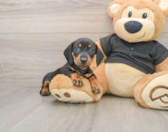 7 week old Dachshund Puppy For Sale - Premier Pups