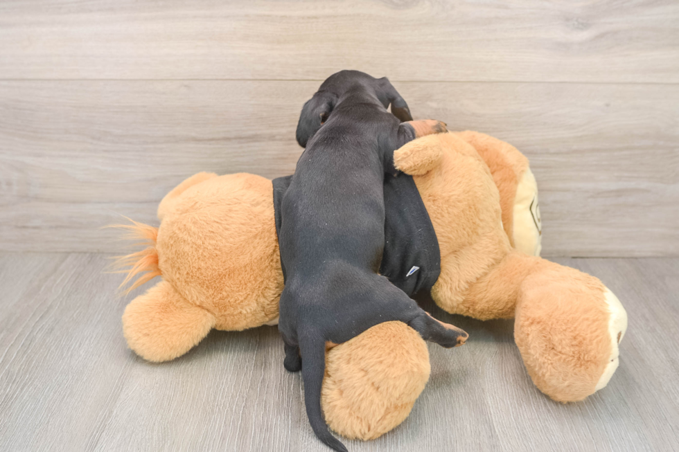 Dachshund Puppy for Adoption