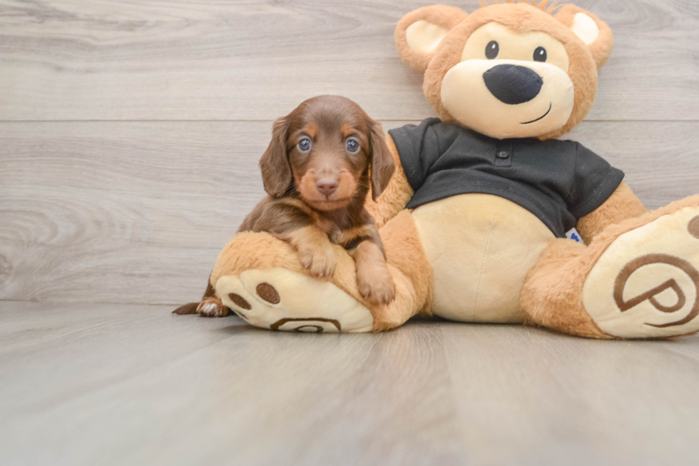 Dachshund Pup Being Cute