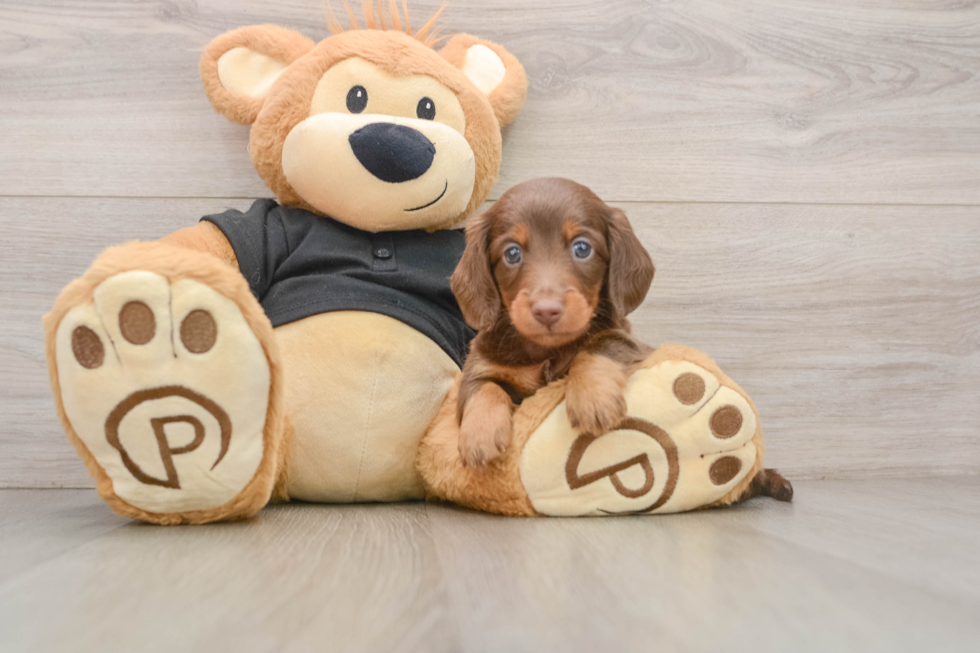 Best Dachshund Baby