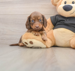 5 week old Dachshund Puppy For Sale - Premier Pups