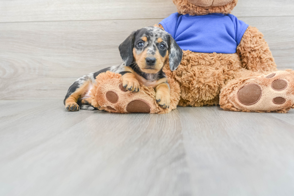 Dachshund Puppy for Adoption