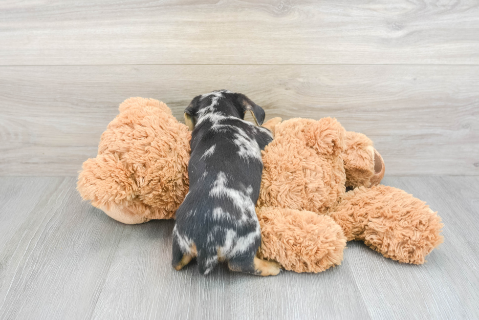 Cute Dachshund Purebred Pup