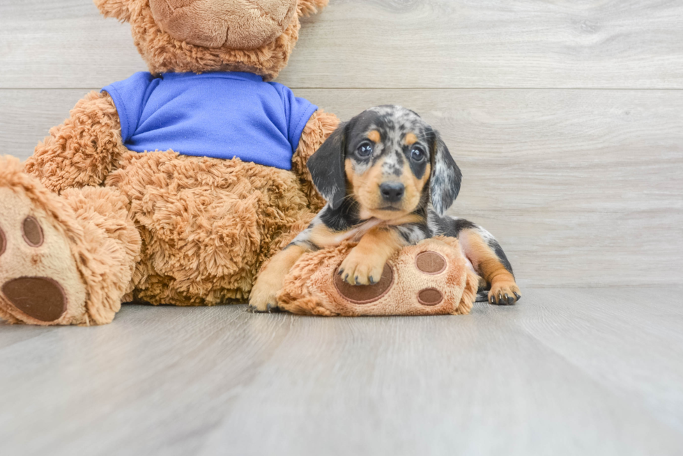 Cute Dachshund Baby