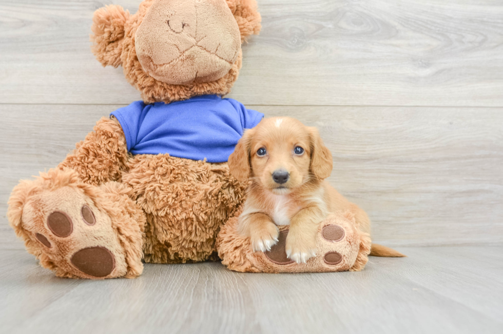 5 week old Dachshund Puppy For Sale - Premier Pups