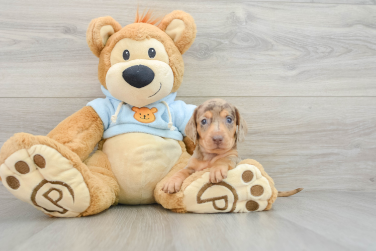 Dachshund Pup Being Cute