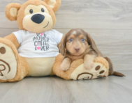 5 week old Dachshund Puppy For Sale - Premier Pups