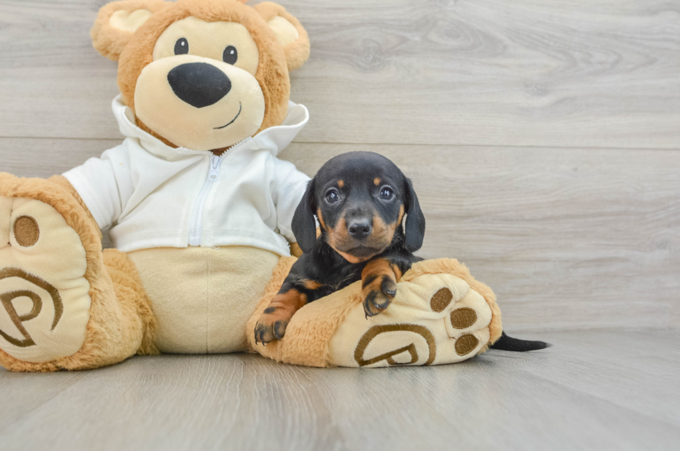 6 week old Dachshund Puppy For Sale - Premier Pups