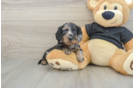 Cute Dachshund Baby