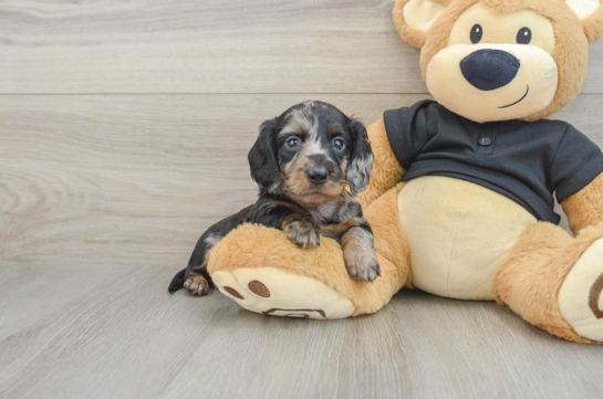 Cute Dachshund Baby