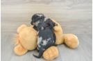 Cute Dachshund Purebred Pup