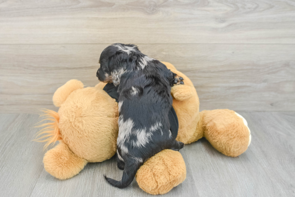 Cute Dachshund Purebred Pup