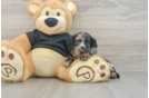 Dachshund Pup Being Cute