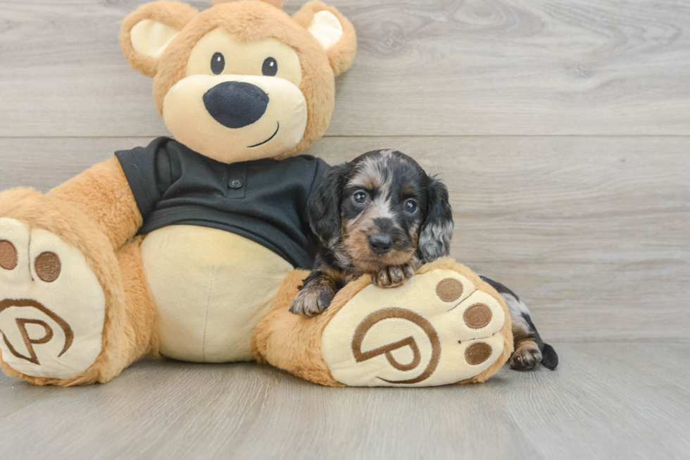 Dachshund Pup Being Cute