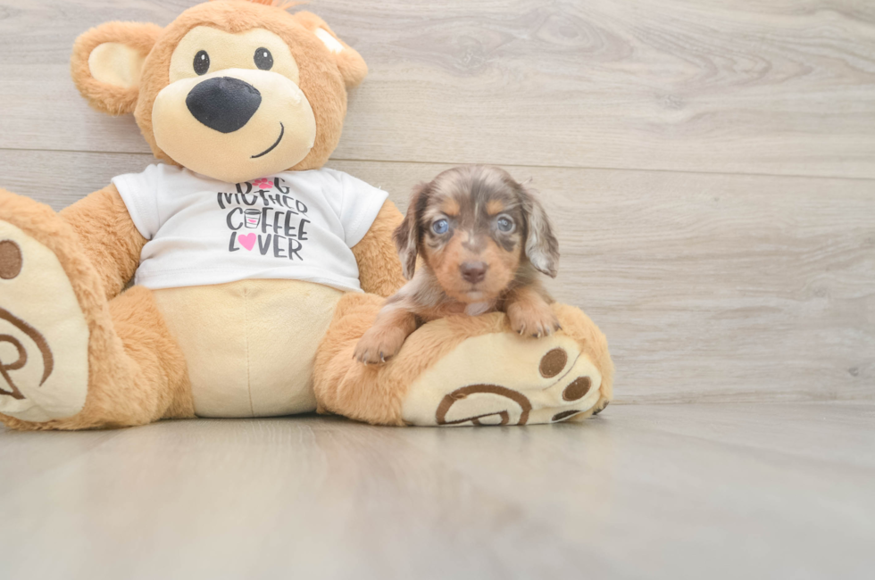 5 week old Dachshund Puppy For Sale - Premier Pups