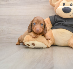 5 week old Dachshund Puppy For Sale - Premier Pups