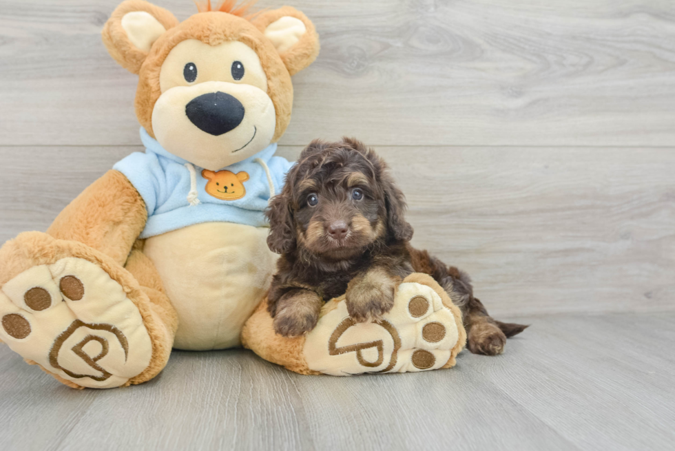 Cute Dachshund Purebred Pup