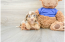 Cute Doxie Purebred Puppy